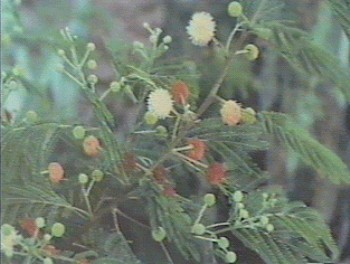植物 攝影：簡時強