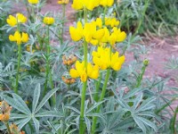 魯冰花盛開<br/> 攝影：Eva隨手拍