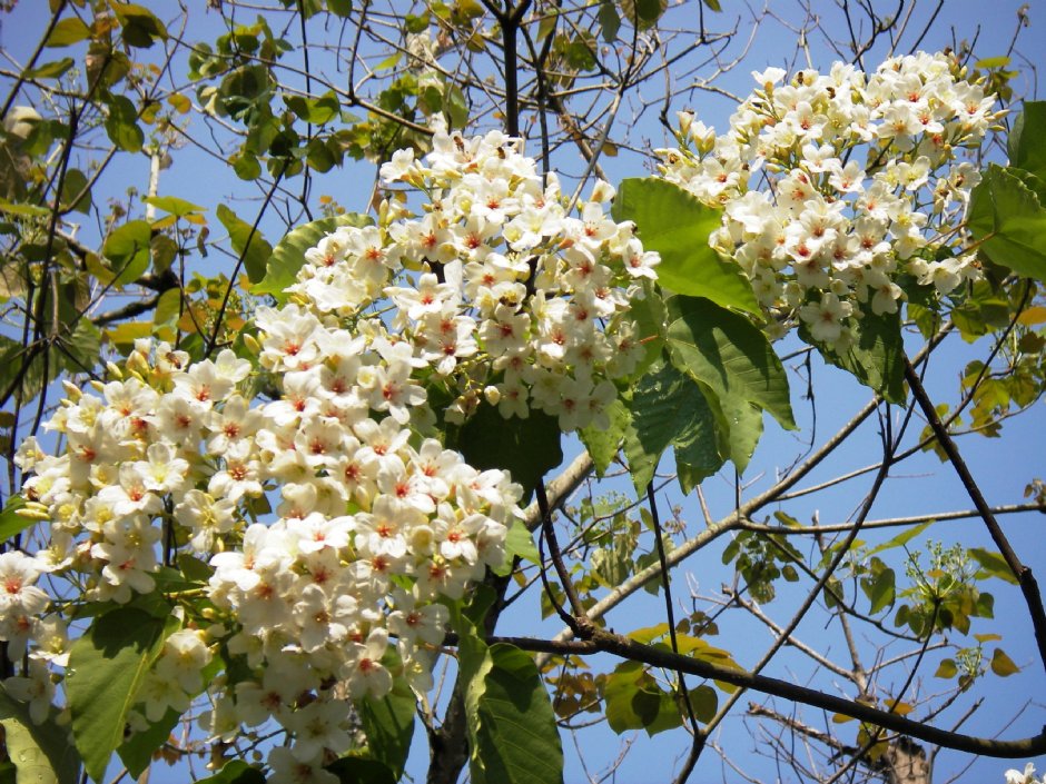 桐花盛開 攝影：牛耳藝術渡假村