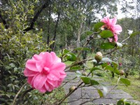 茶花莊<br/> 攝影：Lu