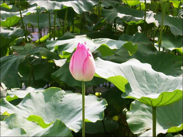 荷花池 攝影：Eva隨手拍