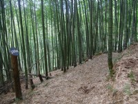 木馬古道<br/> 攝影：Eva隨手拍