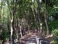 紅葉公園楓林道<br/> 攝影：林山景