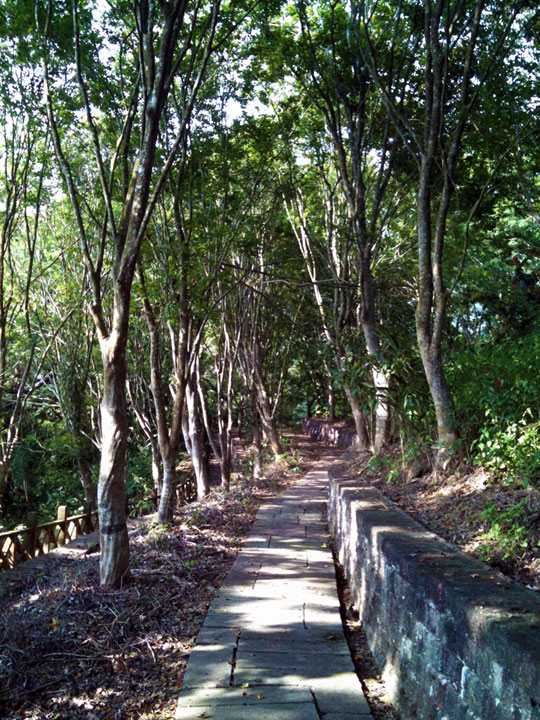 紅葉公園楓林道 攝影：林山景