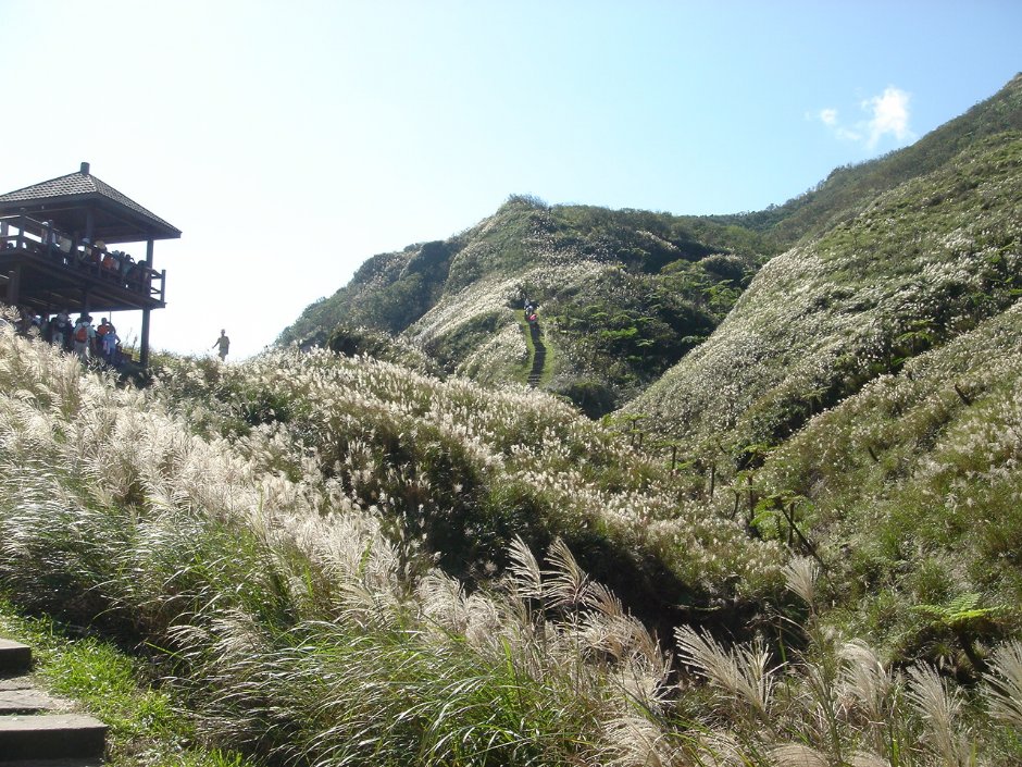 仰望步道 攝影：陳美吟