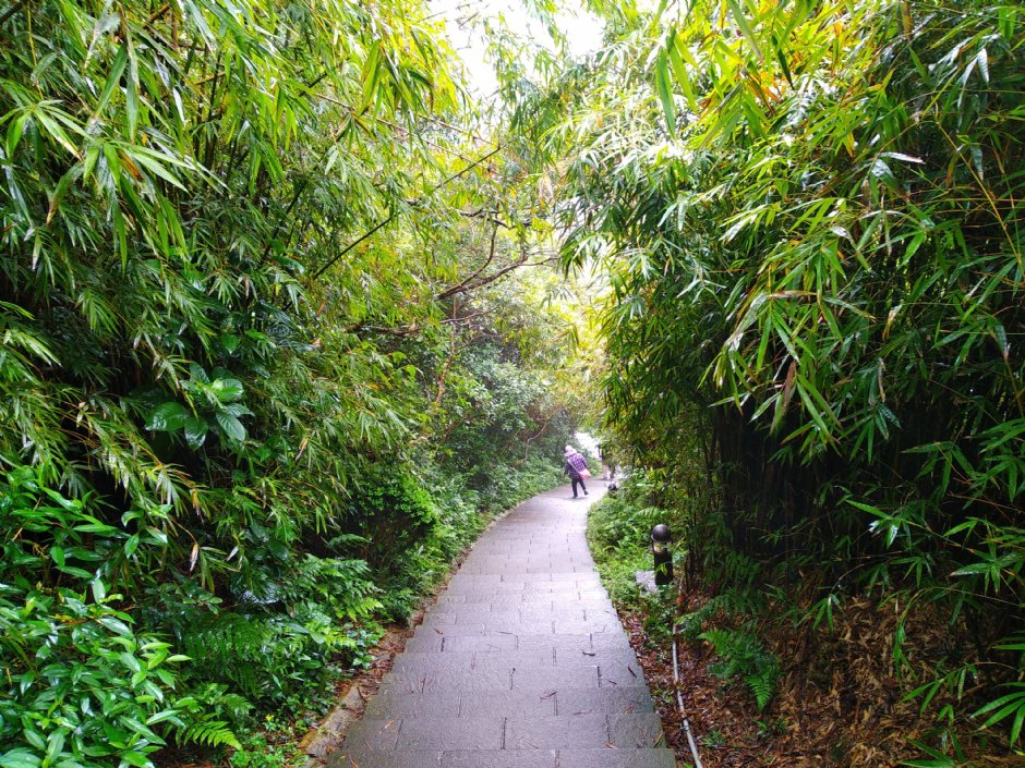 硬漢嶺登山步道 攝影：Lu