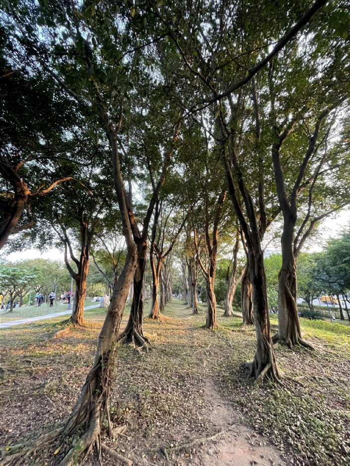 大安森林公園 攝影：Eva隨手拍