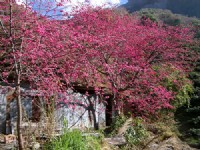粉紅桃花<br/> 攝影：老山羊資訊網