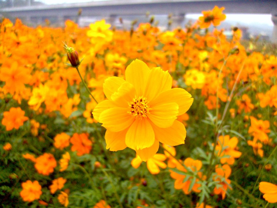 通宵金果乳香花海 摄影：Eva隨手拍