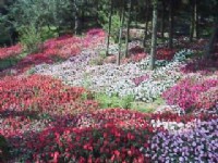 花圃花錦簇簇<br/> 攝影：郭香妙