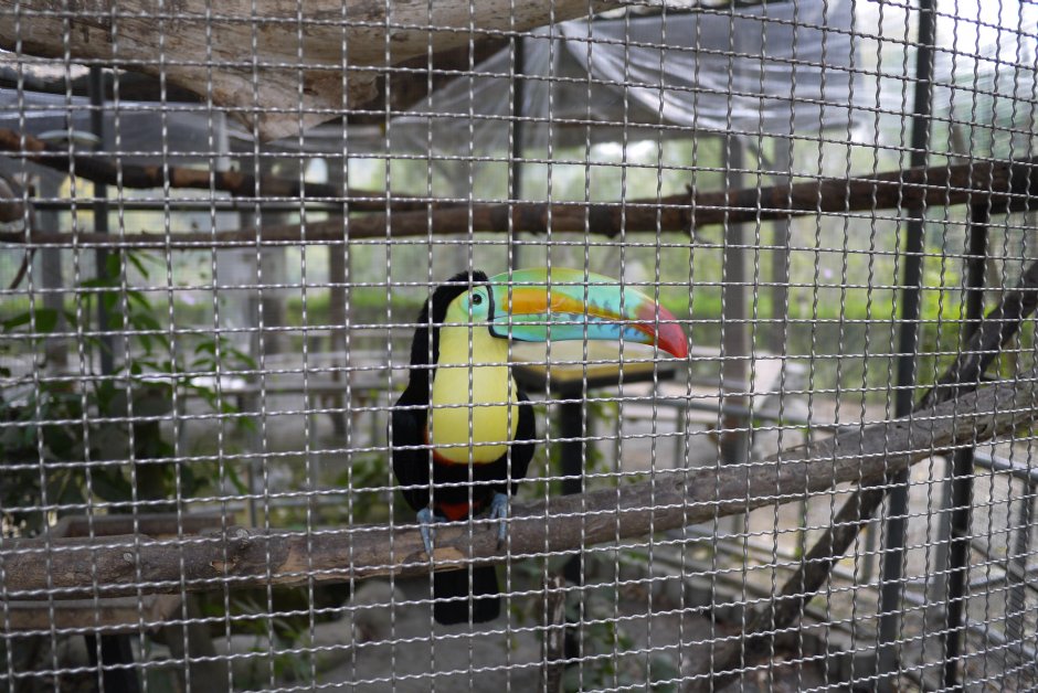 南元花園休閒農場鳥園 攝影：三井