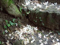 桐花公園<br/> 攝影：Eva隨手拍