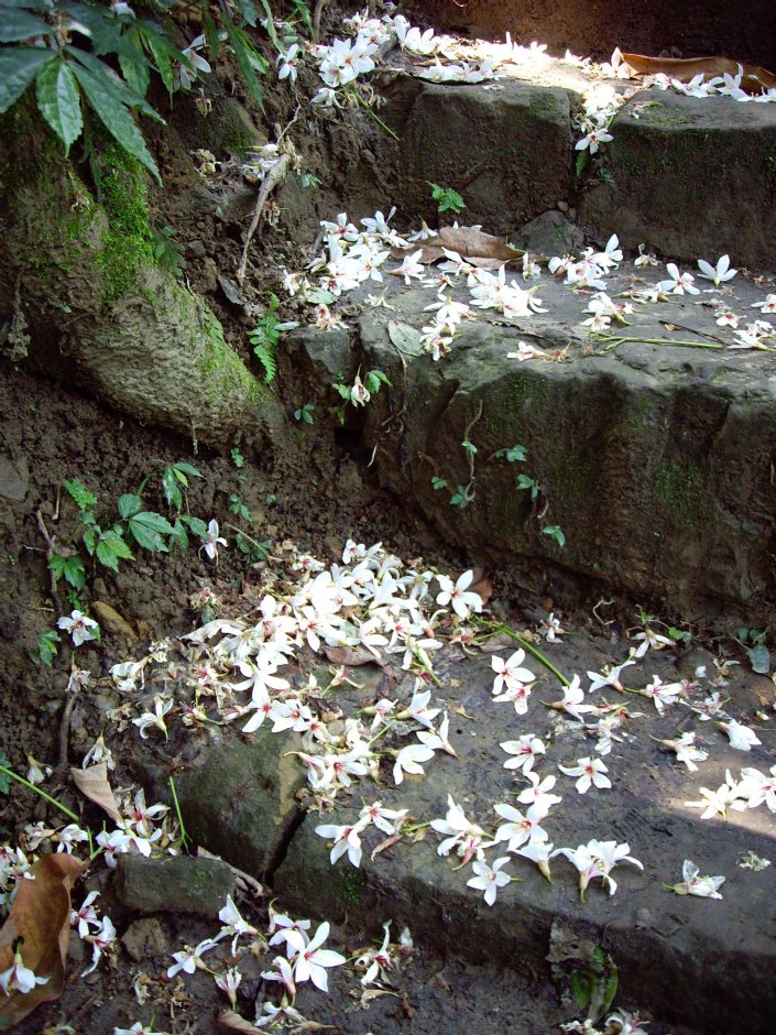 桐花公園 攝影：Eva隨手拍