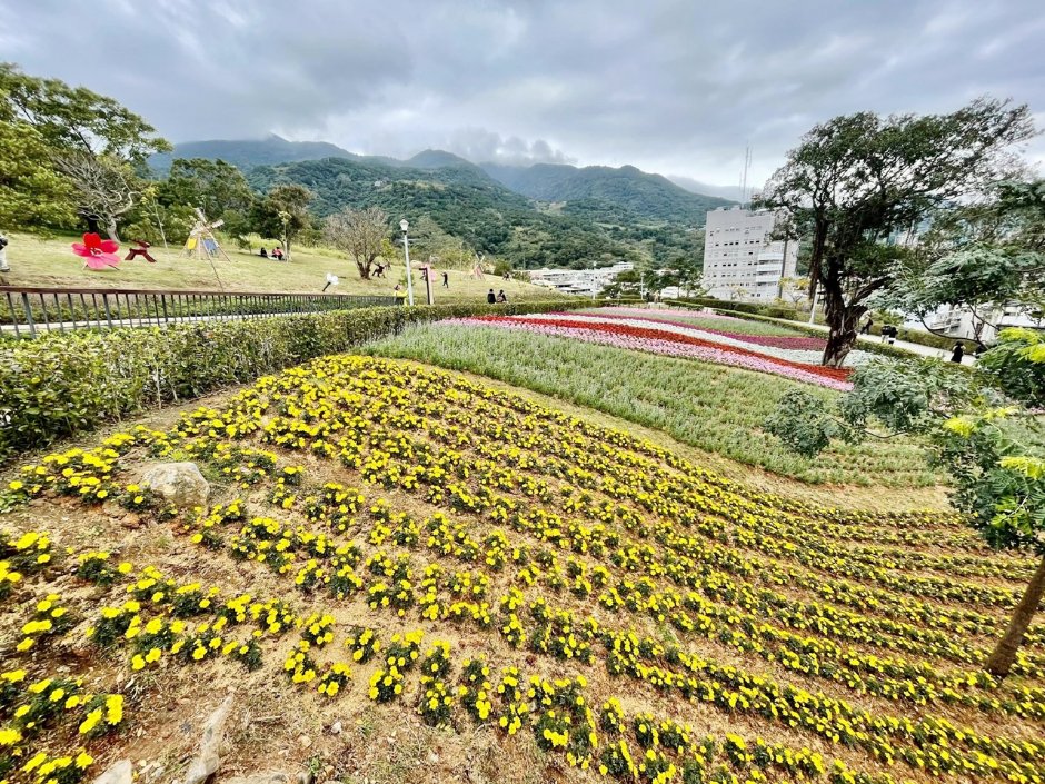 北投社三層崎公園大片花海被譽為台版富良野 攝影：Eva隨手拍