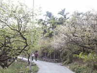 堅毅梅花<br/> 攝影：南投縣政府