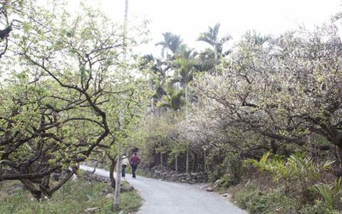 堅毅梅花 攝影：南投縣政府