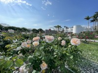 台北玫瑰園<br/> 攝影：Eva隨手拍