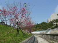樂活公園旁的內溝溪賞櫻步道<br/> 攝影：Eva隨手拍