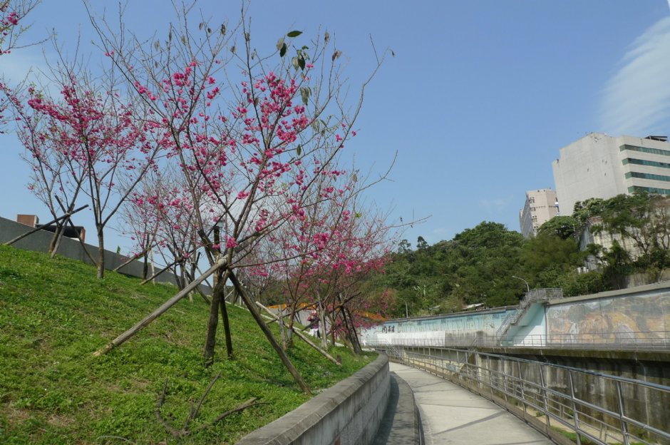 樂活公園旁的內溝溪賞櫻步道 攝影：Eva隨手拍