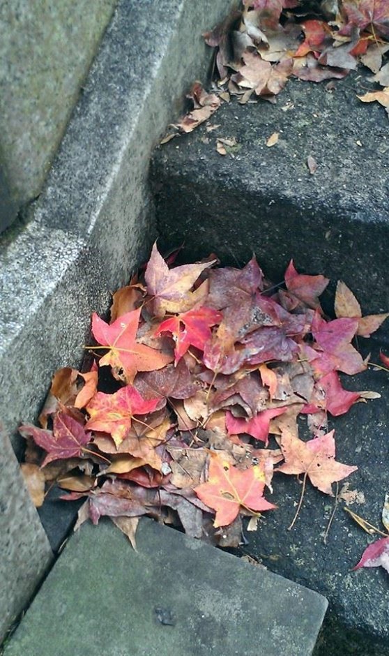拱北殿楓葉 攝影：Eva隨手拍