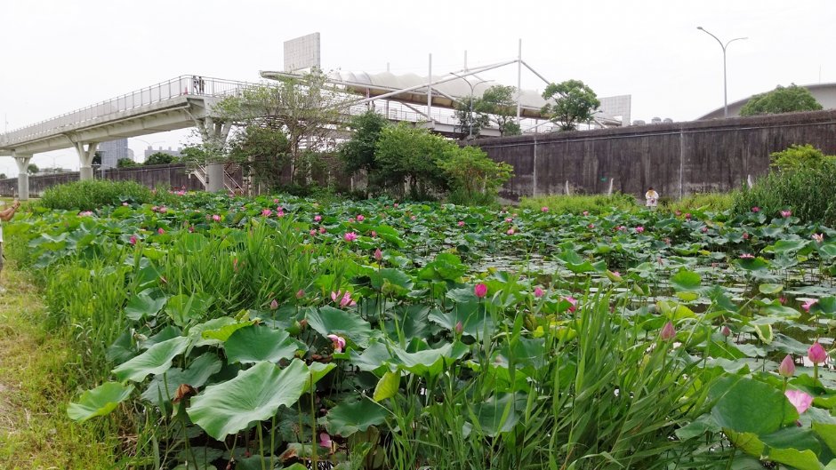 新月橋下蓮花池 攝影：Eva隨手拍