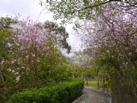 旺萊公園花廊<br/> 攝影：旅遊王攝影組