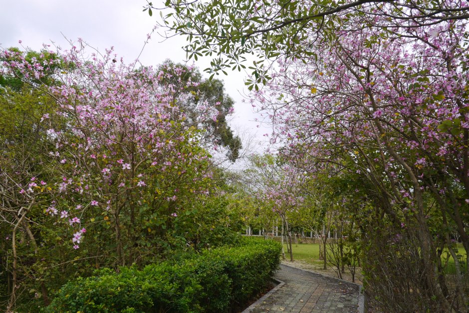 旺萊公園花廊 攝影：旅遊王攝影組