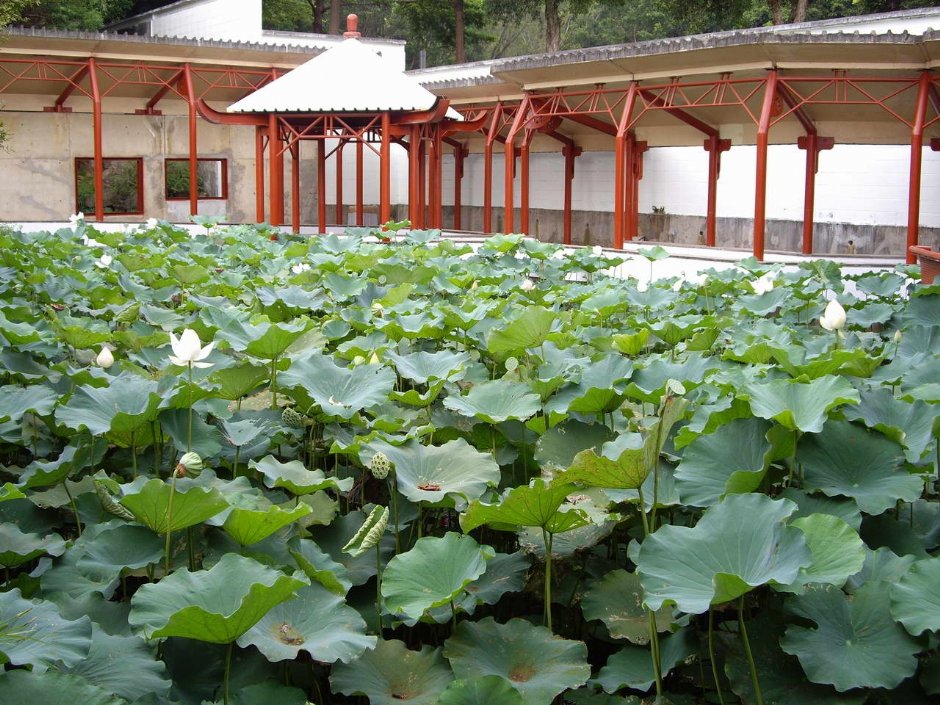 蓮花盛開 攝影：老山羊部落格