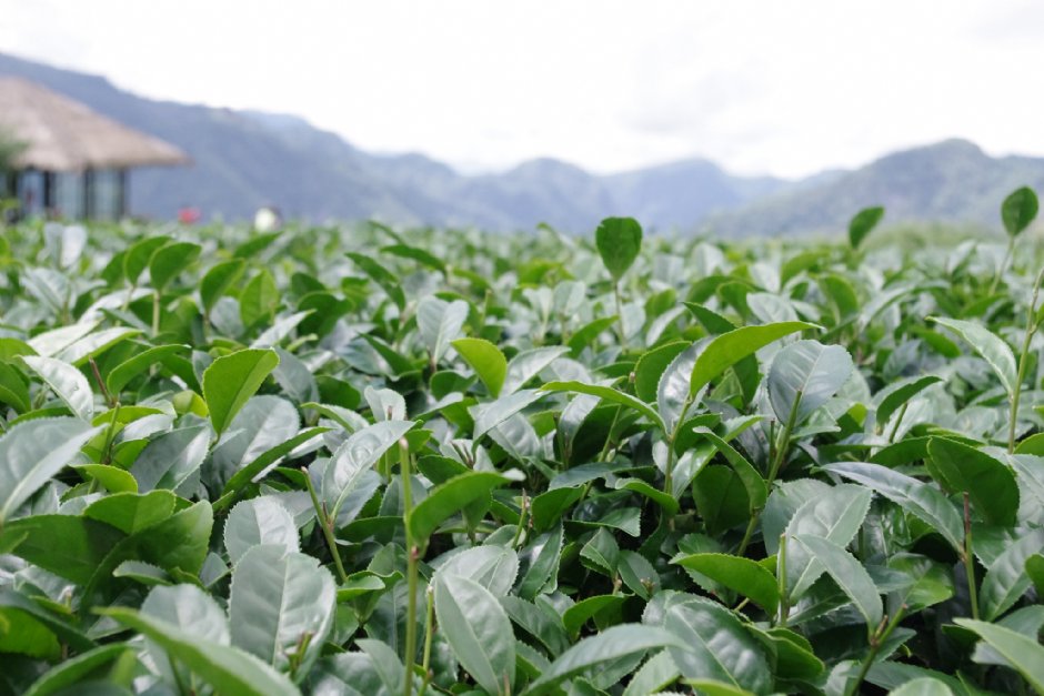鄒族文化部落旁茶園 攝影：Eva隨手拍