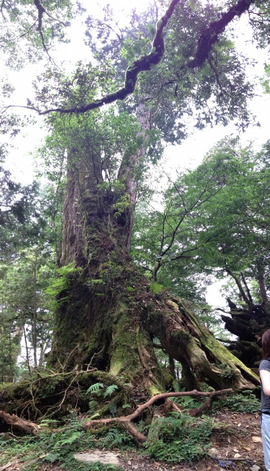 中國歷代神木園區(棲蘭神木園) 攝影：陳皮梅
