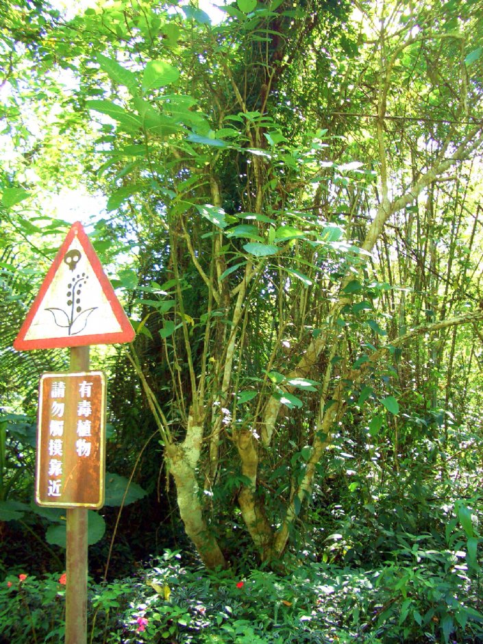 咬人狗(有毒植物) 攝影：鄭惠文
