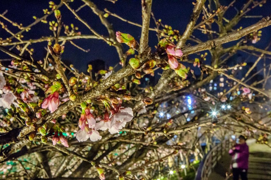 樂活夜櫻季 攝影：照片來源_樂活夜櫻季官網