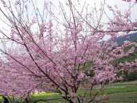 草坪頭玉山觀光茶園<br/> 攝影：Eva隨手拍