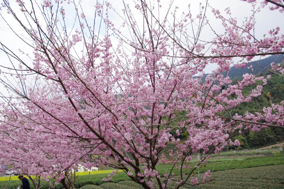 草坪頭玉山觀光茶園 攝影：Eva隨手拍