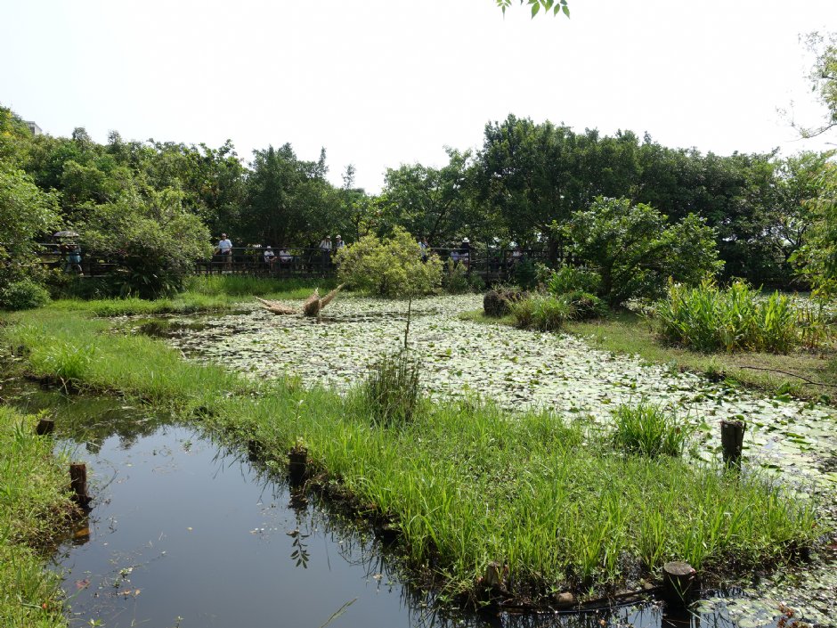 關渡自然公園 攝影：meiyin