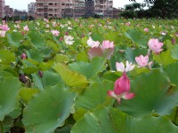 三芝遊客中心及名人文物館<br/> 攝影：Eva隨手拍