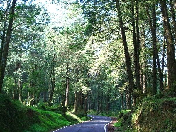 整齊林道 攝影：老山羊資訊網