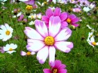 通宵金果乳香花海<br/> 摄影：Eva隨手拍