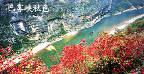 巴霧峽秋色 攝影：四川旅遊信息網