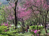 2010陽明山櫻花季<br/> 攝影：amo