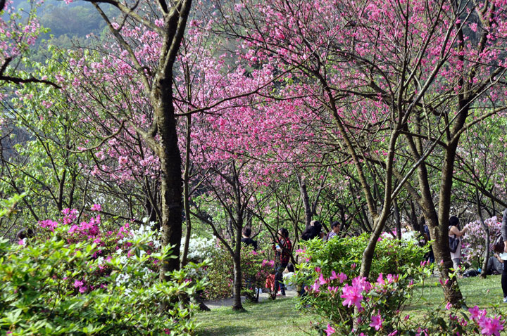 2010陽明山櫻花季 攝影：amo