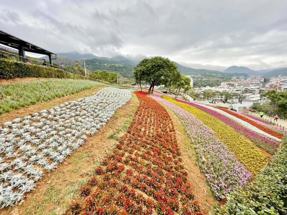 北投社三層崎公園大片花海被譽為台版富良野 攝影：Eva隨手拍