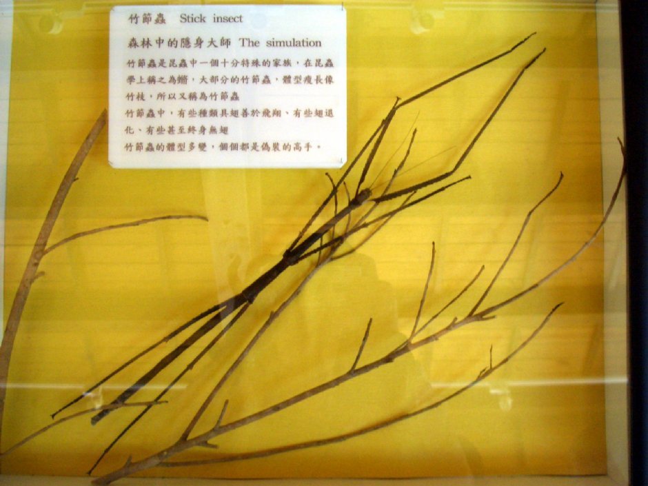 彩蝶和風館~竹節蟲標本 攝影：鄭惠文