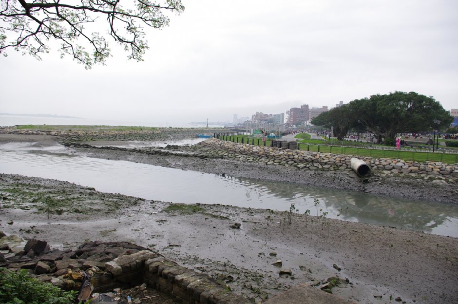 由淡水文化園區後方可見濕地生態 攝影：Eva隨手拍