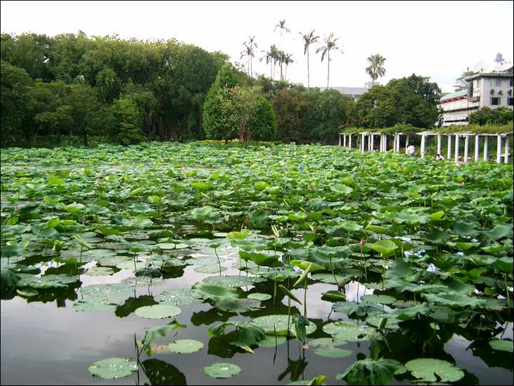 荷花池 攝影：Eva隨手拍