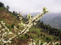 烏松崙百花盛開<br/> 攝影：Eva隨手拍