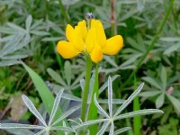 魯冰花盛開<br/> 攝影：Eva隨手拍