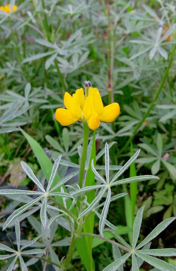 魯冰花盛開 攝影：Eva隨手拍