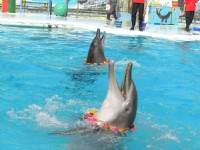海豚表演<br/> 攝影：野柳海洋世界