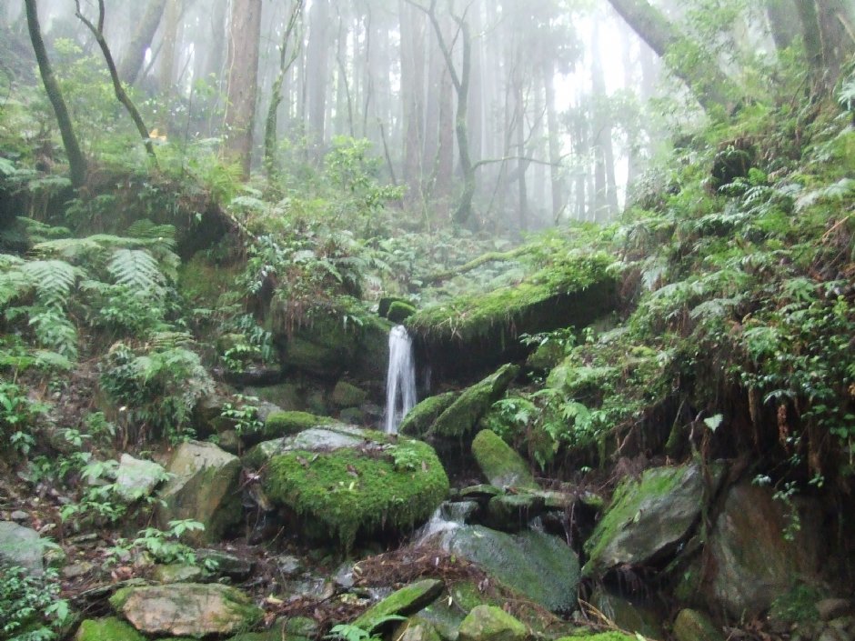 檜山巨木群步道 攝影：Lu